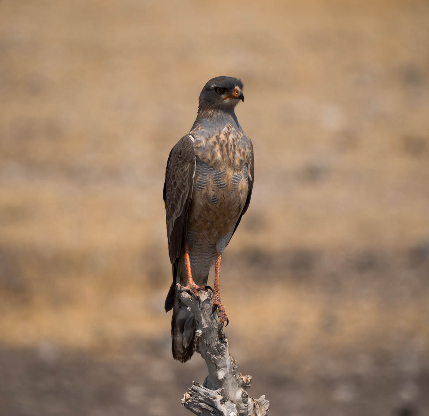 Pale Chanding Goshawk, Etosha Park, Namibia