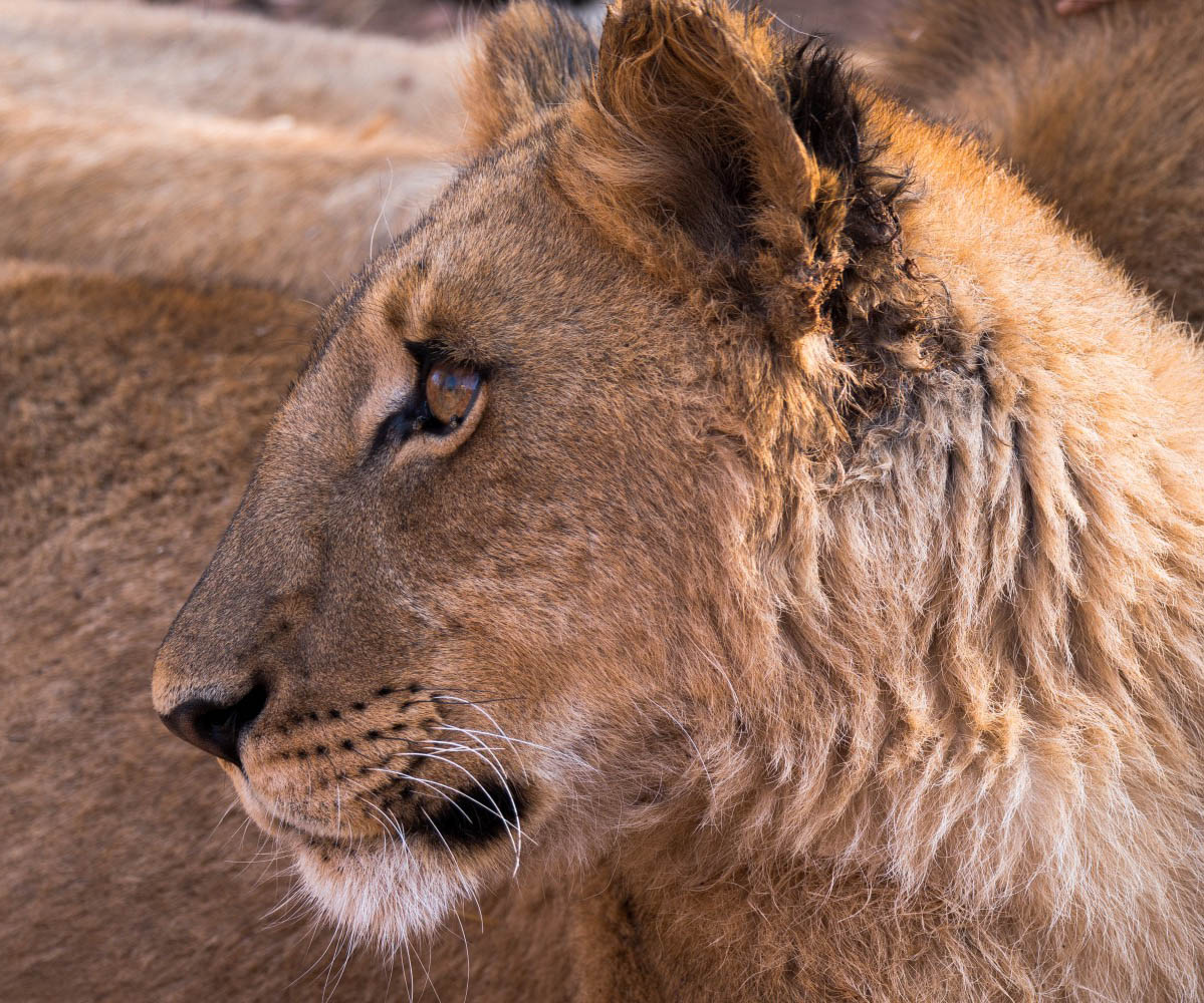 Walk With Lions Encounter – Victoria Falls