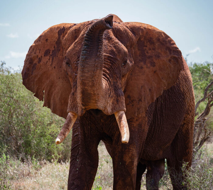 Africa: The Greatest Show on Earth