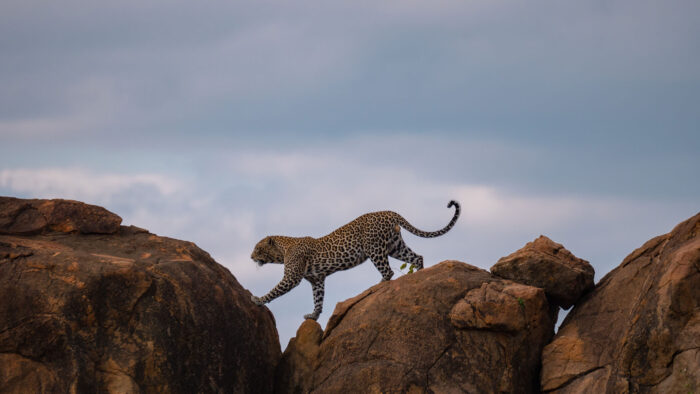 Leopard in Tsavo East, Kenya