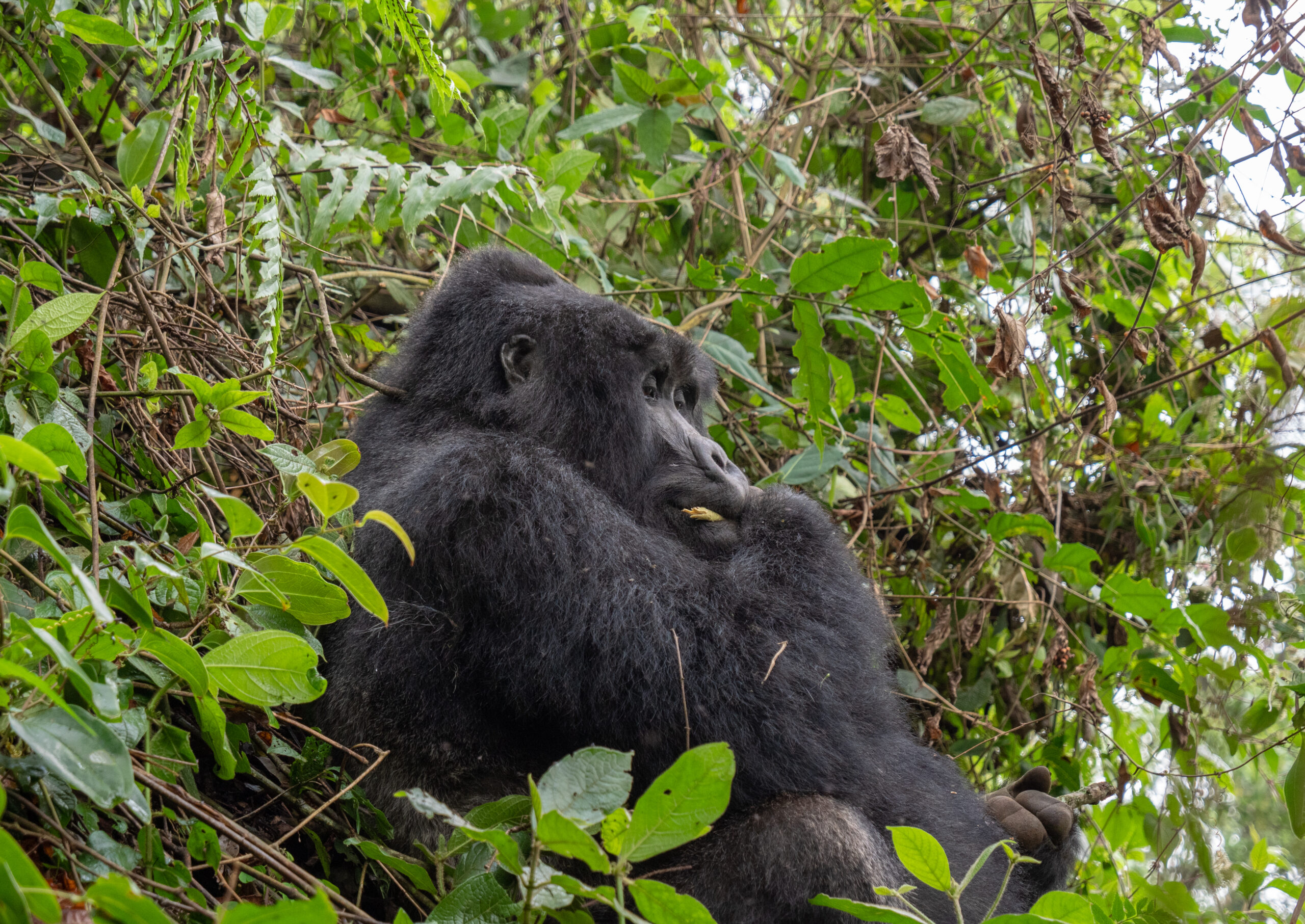 Gorilla Trekking in Bwindi Impenetrable Forest