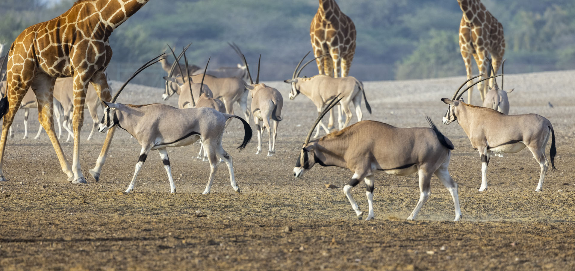 Walk With Giraffes in Abu Dhabi