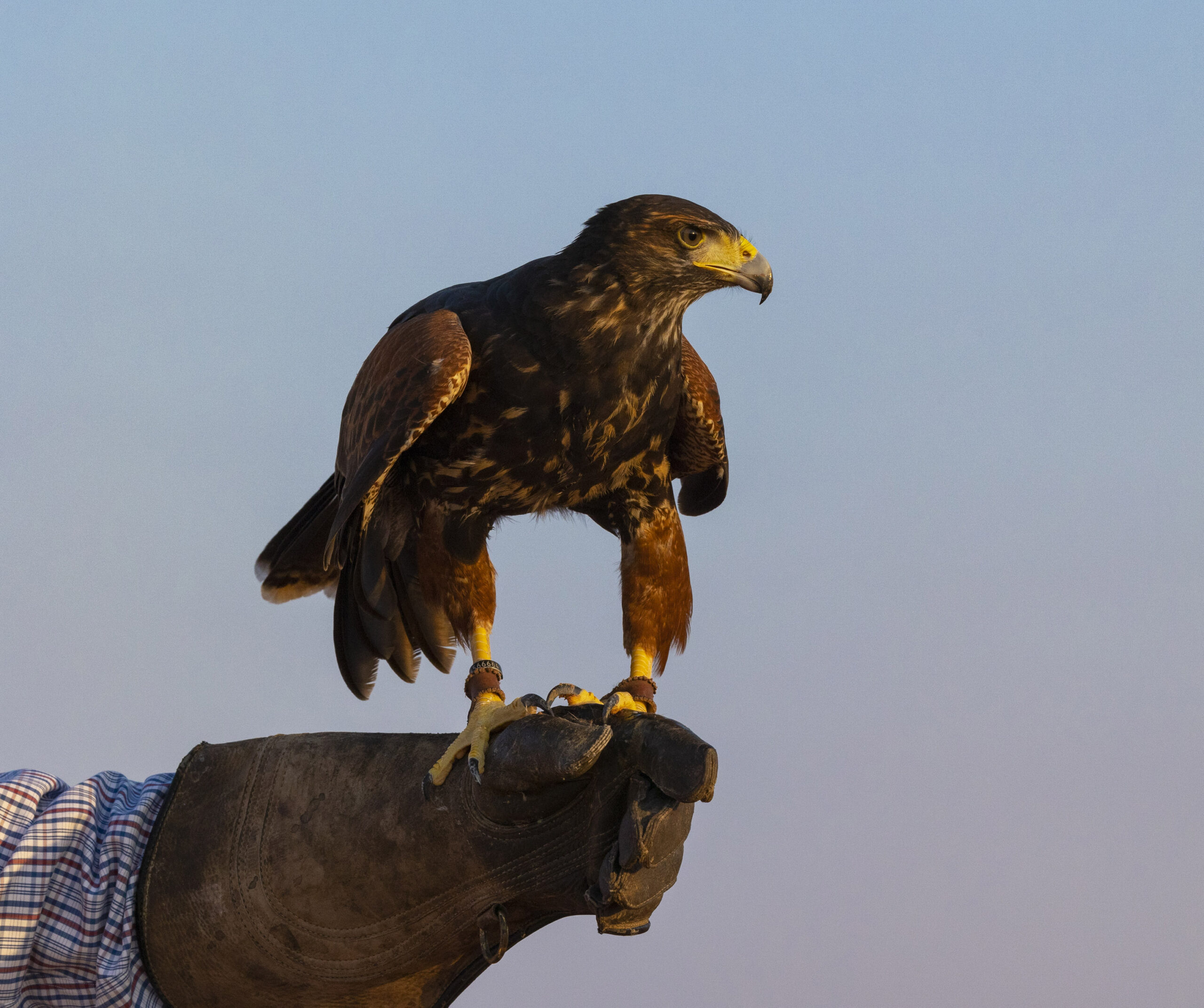 Canon R5 Custom Wildlife settings Matthew Starling Photography