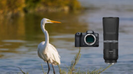 My thoughts on the Canon RF800mm